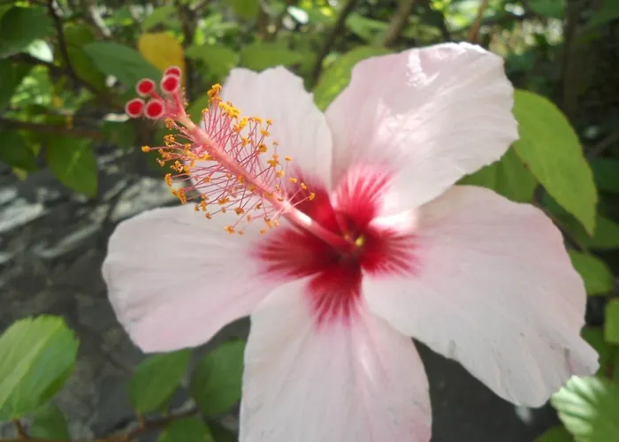 Garden's Appartement