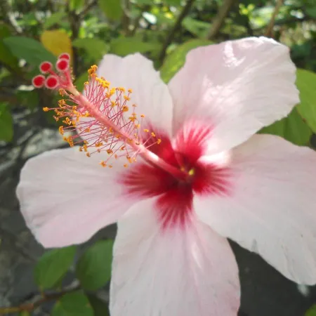 Garden's Apartamento